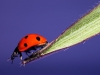 Uge_18_ladybird