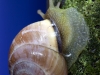 Uge_29_Snail