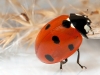 uge_19_ladybird2