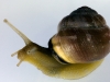 uge_26_snail2