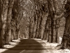 Uge_14_Old_road