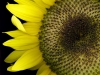 Uge_40_sunflower1